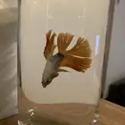 سمك زينه للبيع