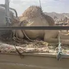 قعدان زواجات ومبادي