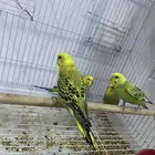 طيور بادجي