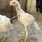 فروخ دجاج اذناب الهند