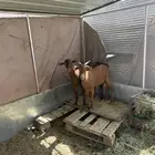 تيوس