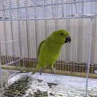 انثى ببغاء الدرة