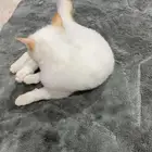 بس شراري هملايا