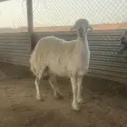 شاه حريه كفووو حاصب على ولاد( تم البيع )