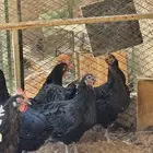 دجاج تركي منتج