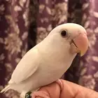 روز البينو