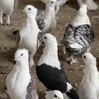 حمام حب الرمان او امري