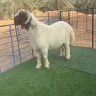 جذع نعيمي