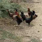 دجاج بلدي سلاله قديمه عربي