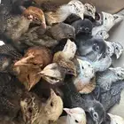 صوص بلدي للبيع