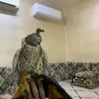 باش للبيع بسق للبيع السعر 60 ريال