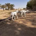 دوافير خرفان