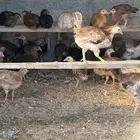 صوص دجاج بلدي وفيومي