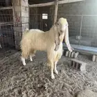 تيس هولندي الموقع الاثله جنوب القصيم