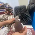 حمام زوجال واحد زوج واحد زاجل أنثى