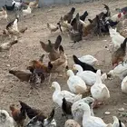 دجاج بلدي نضيف جدا