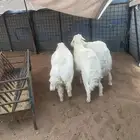خرفان جبره تم البيع