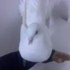 حمم بلجكي رقص