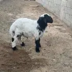 هرفي نعيم