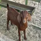 خليص بجوار السوق