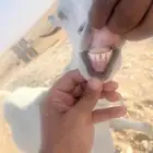 البيع المعزا الجنوبيه