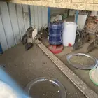 حبشي عمر. 5 اشهر