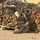 حطب سدر