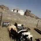 2 خرفان فحول و14 تيس