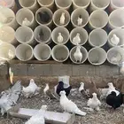 للبيع فريش و شيرازي