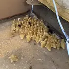صيصان بط