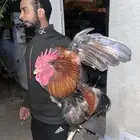 ديك فاخر من الاخر