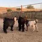 ماعز معزا تيس وجفرة وعنز قزمي