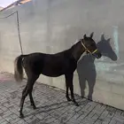 مهرة شعبية