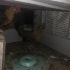 دجاج بلدي تم البيع