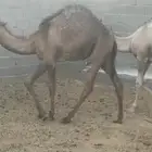 ابكار لبيع