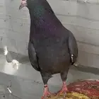 بكستاني