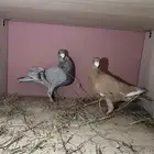 حمام للبيع هومر