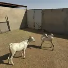 تيوس برابر مرابي حول 3 شهور
