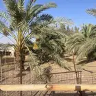 نخل برحي كبير للبيع