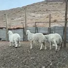 ذبايح نظيفه بريه