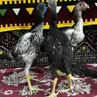 شامو ياباني