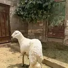 طلي جبر نااهي للبيع مبدأ  ولا مناسبه