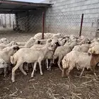 رخال من 450