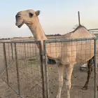بكره للبيع
