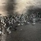 فروخ دجاج بلدي للبيع