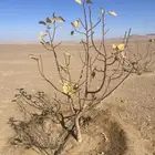 اشجار تين منتجه للبيع