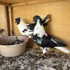 حمام زوج سكيات