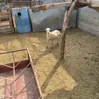 فران بلدي