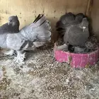 جوز رقاص امريكي