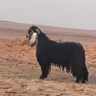 تيس عارضي